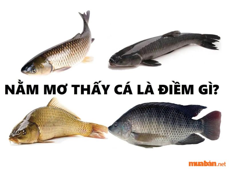 Mơ thấy cá bị đánh bắt hàng loạt có ý nghĩa gì về cuộc sống của bạn?